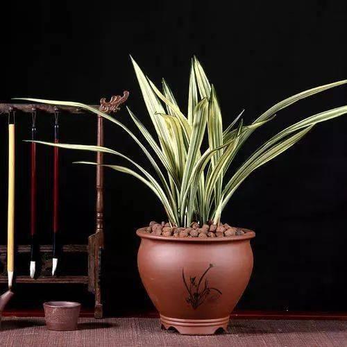 墨兰回家吃瓜,揭秘家族秘闻大吃瓜